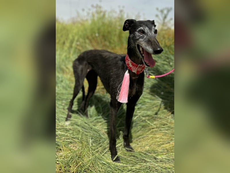 Giria - ängstliche Galga sucht