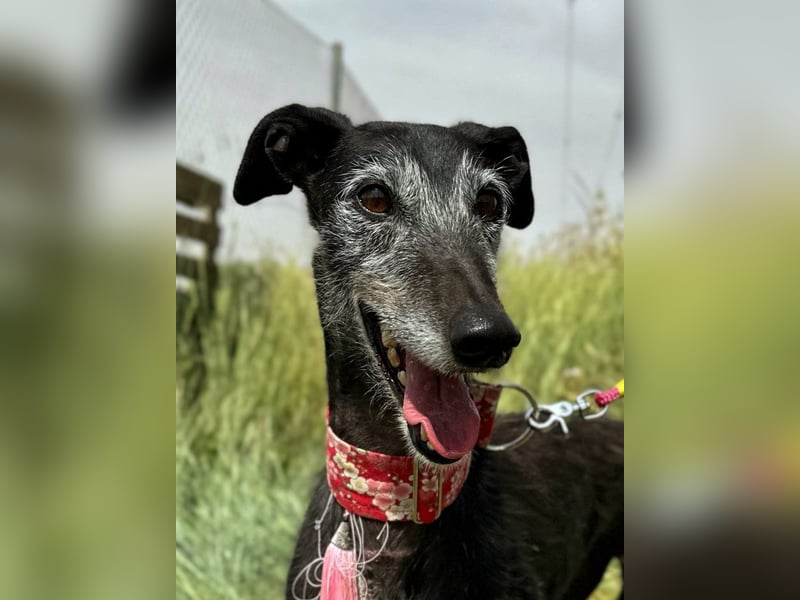 Giria - ängstliche Galga sucht