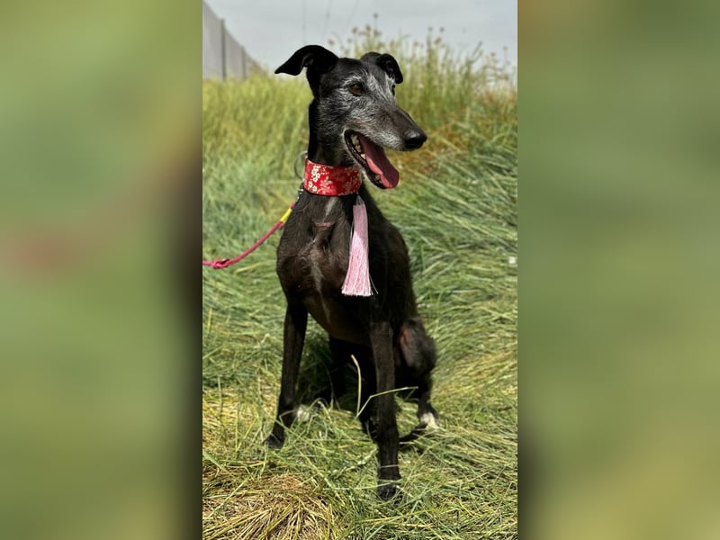 Giria - ängstliche Galga sucht