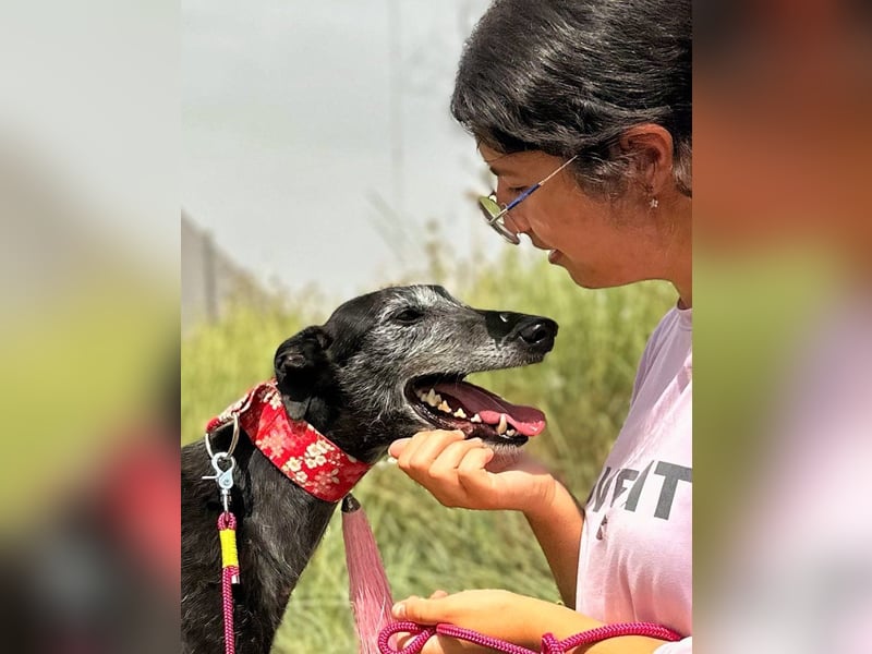Giria - ängstliche Galga sucht