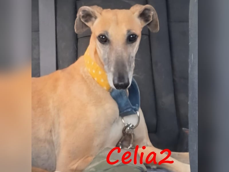Celia2 geb. 05/2022 (ESP) - anhängliche und soziale, hübsche Galga!