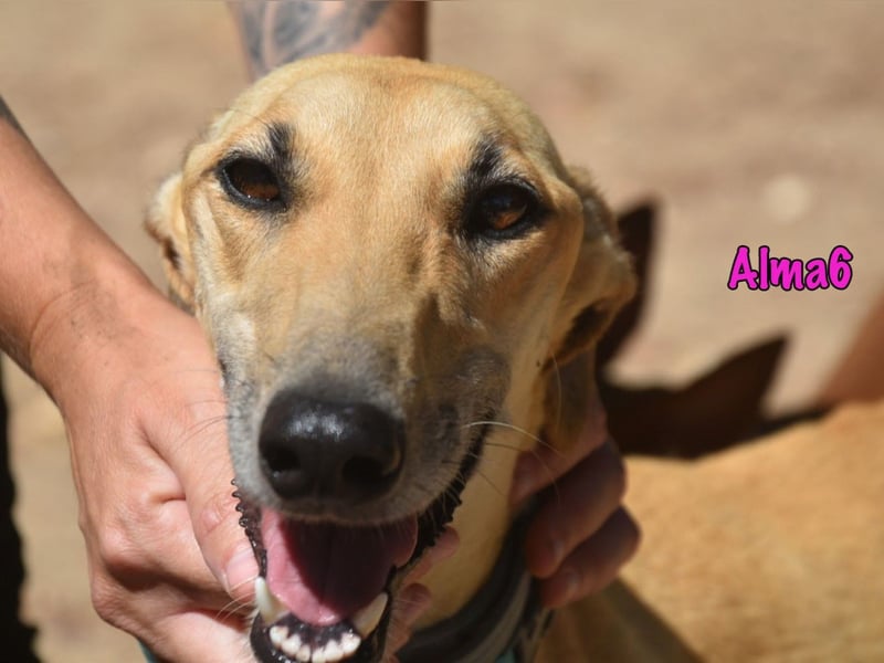 Alma6 geb. 05/2023 (ESP) - freundliche und verschmuste, zierliche Galga!