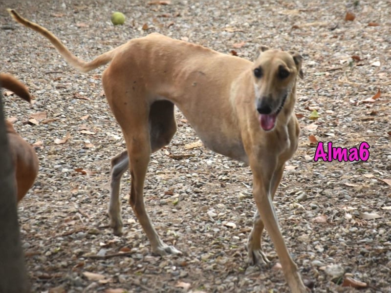 Alma6 geb. 05/2023 (ESP) - freundliche und verschmuste, zierliche Galga!