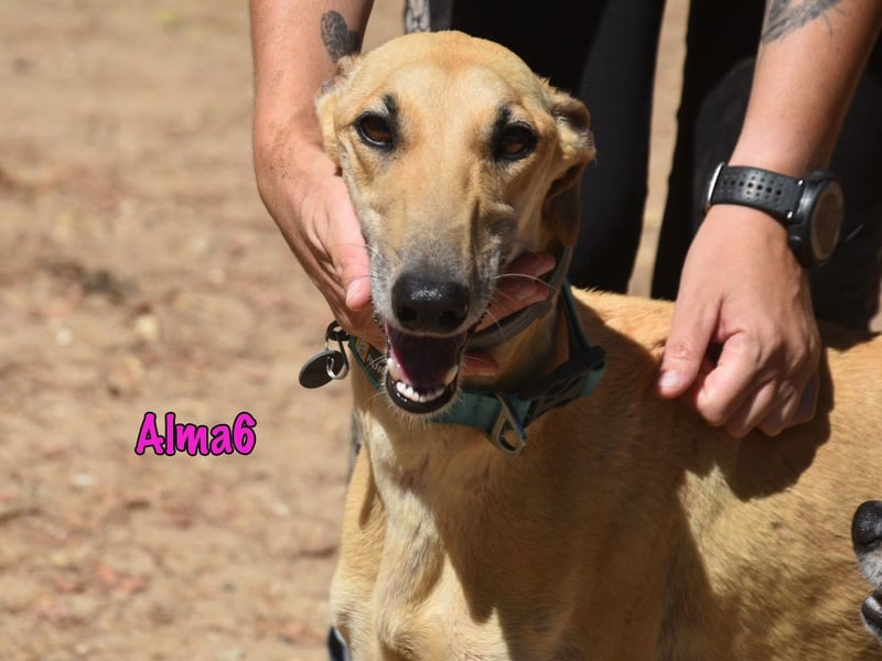 Alma6 geb. 05/2023 (ESP) - freundliche und verschmuste, zierliche Galga!