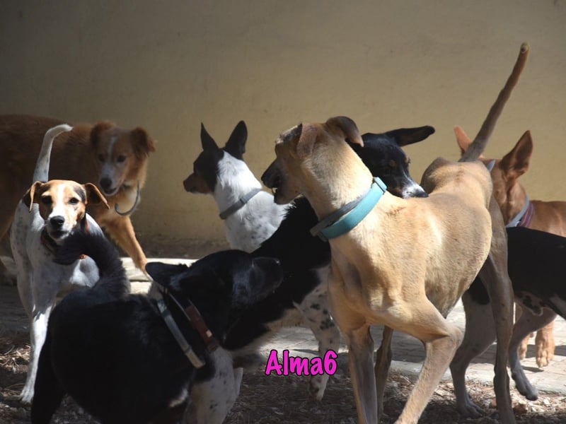 Alma6 geb. 05/2023 (ESP) - freundliche und verschmuste, zierliche Galga!