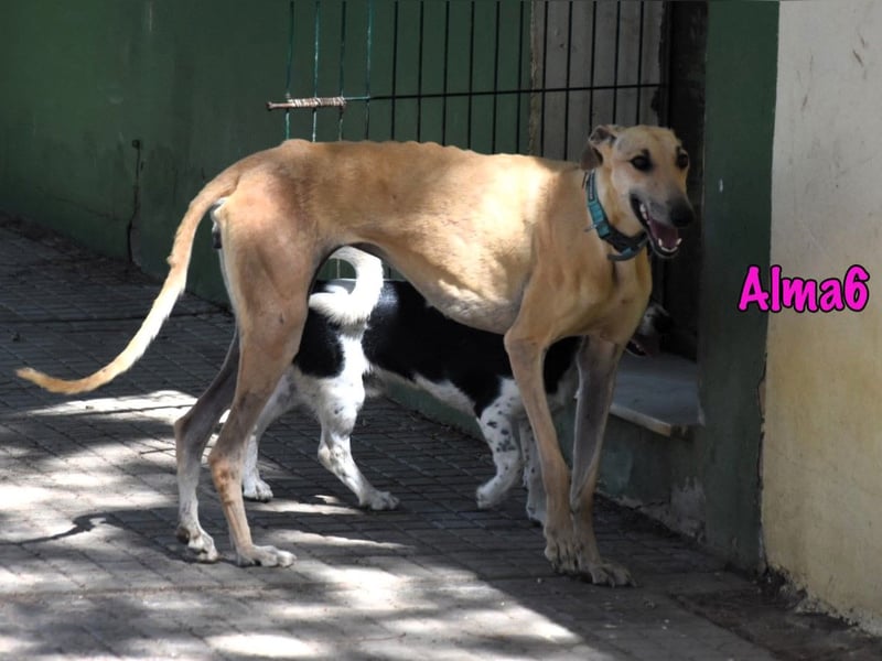 Alma6 geb. 05/2023 (ESP) - freundliche und verschmuste, zierliche Galga!