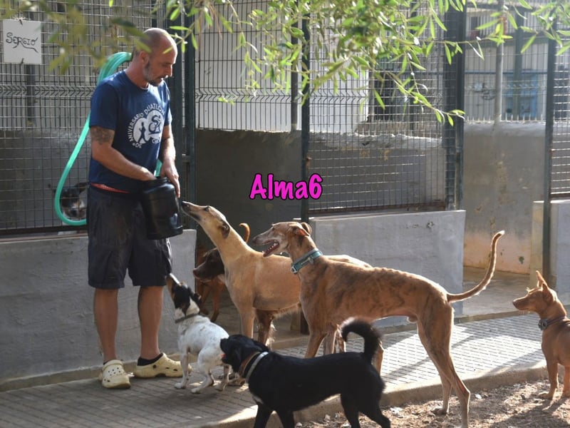 Alma6 geb. 05/2023 (ESP) - freundliche und verschmuste, zierliche Galga!