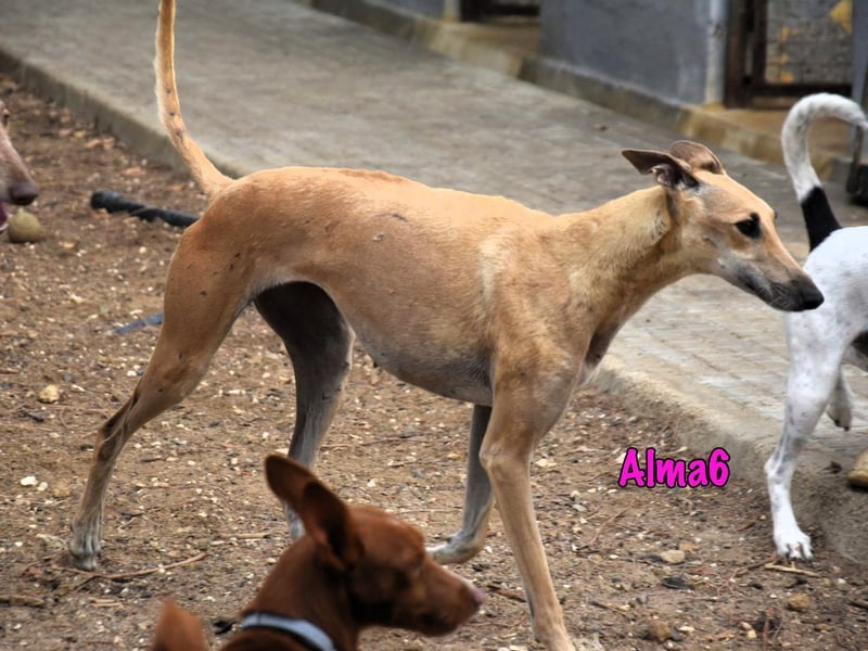 Alma6 geb. 05/2023 (ESP) - freundliche und verschmuste, zierliche Galga!