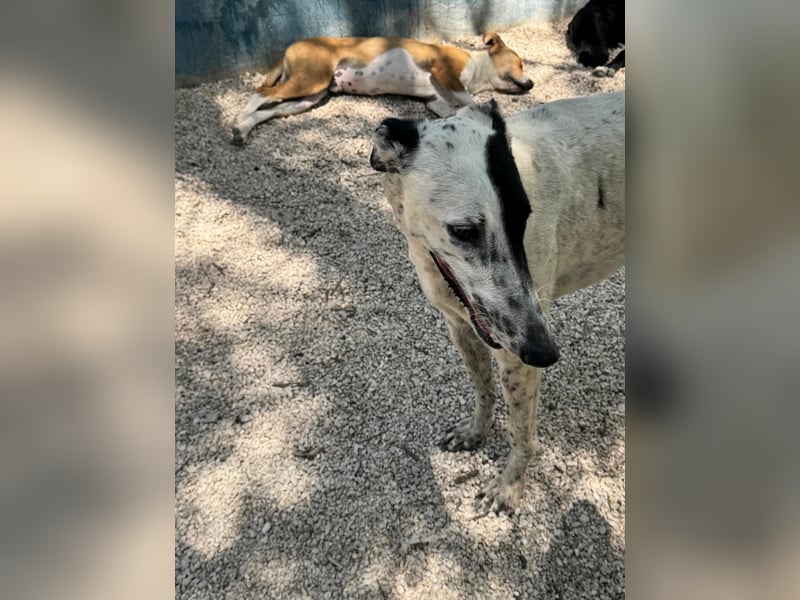Nadia, katzenfreundlich und sozial