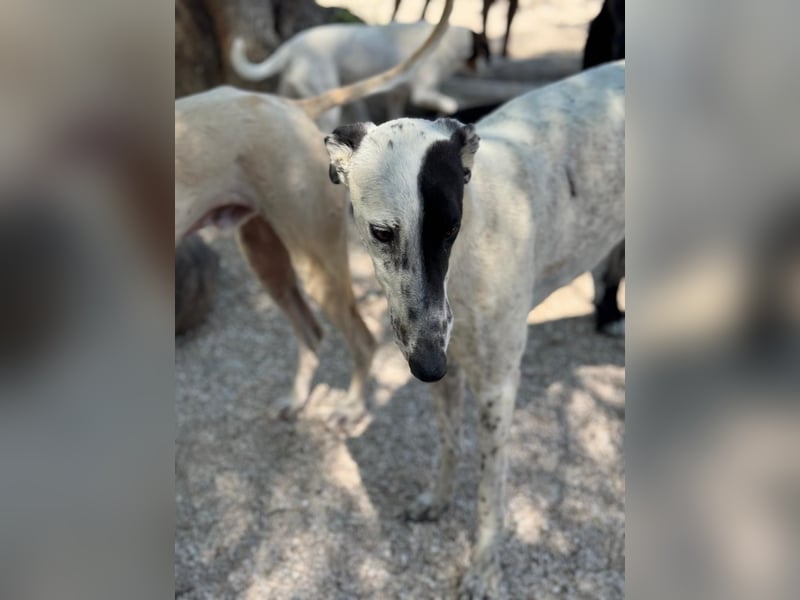 Nadia, katzenfreundlich und sozial