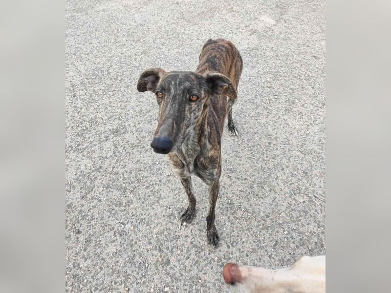 ❤️AGATHA sucht sucht ihr neues Zuhause❤️