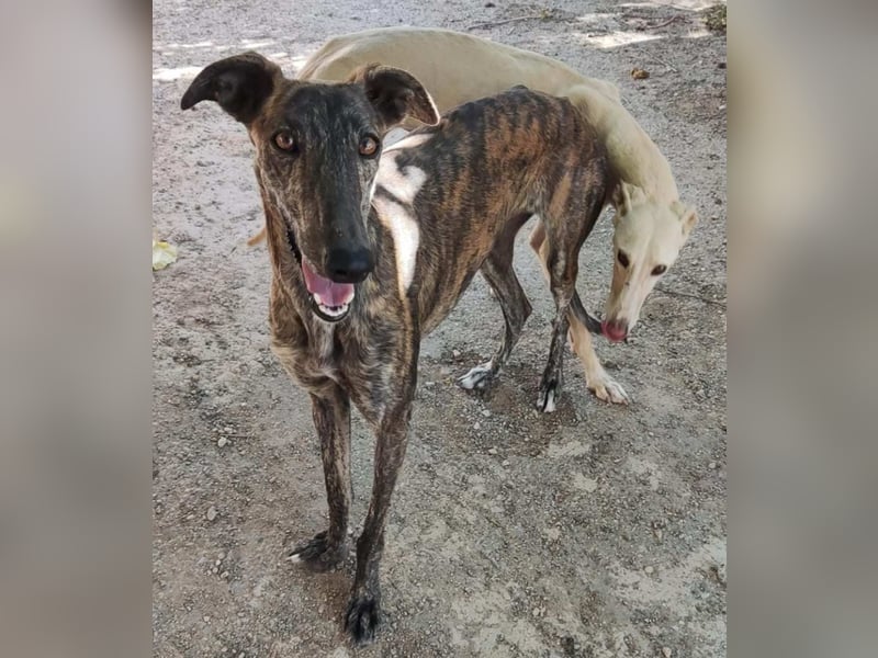 ❤️AGATHA sucht sucht ihr neues Zuhause❤️