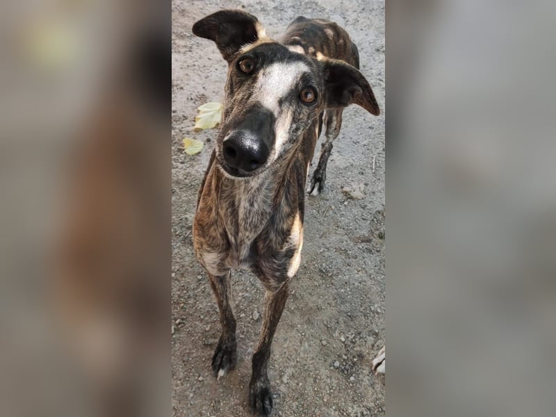 ❤️AGATHA sucht sucht ihr neues Zuhause❤️