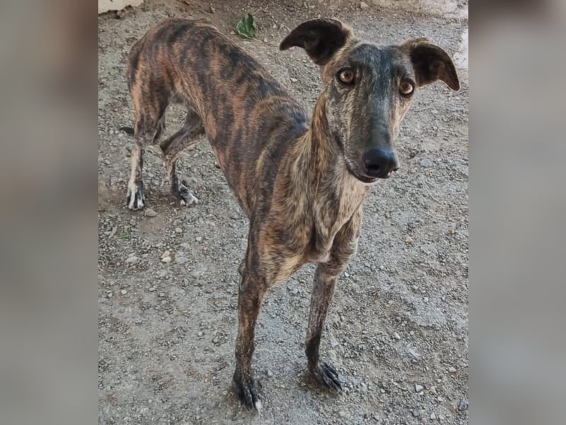 ❤️AGATHA sucht sucht ihr neues Zuhause❤️