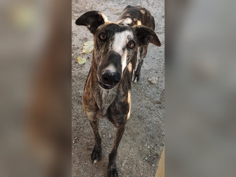 ❤️AGATHA sucht sucht ihr neues Zuhause❤️