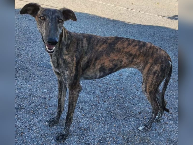 ❤️AGATHA sucht sucht ihr neues Zuhause❤️