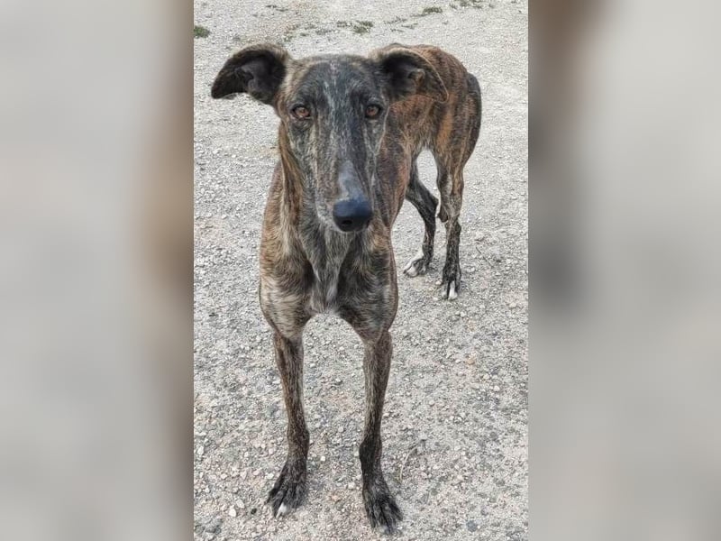 ❤️AGATHA sucht sucht ihr neues Zuhause❤️