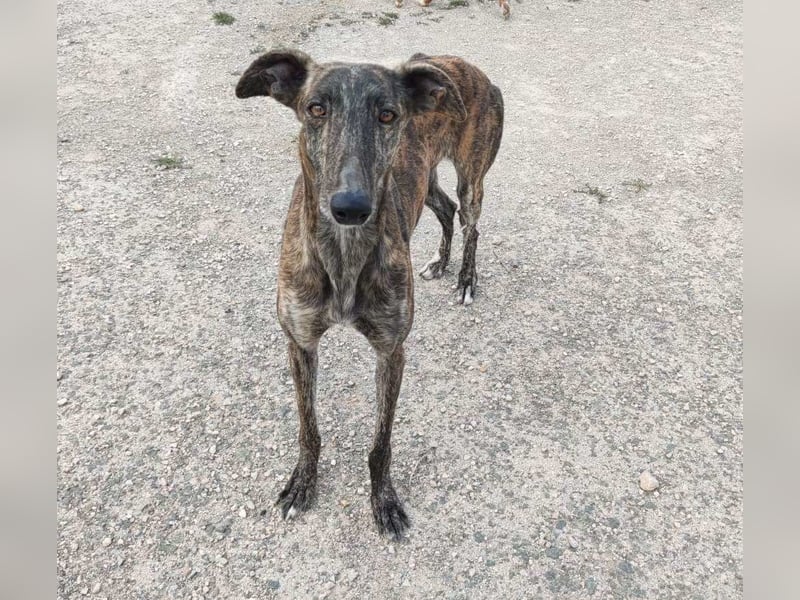 ❤️AGATHA sucht sucht ihr neues Zuhause❤️