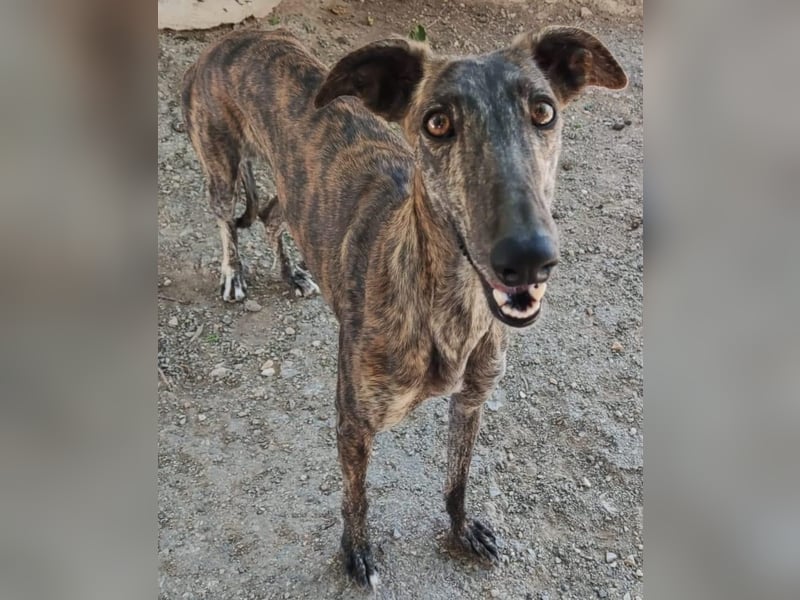 ❤️AGATHA sucht sucht ihr neues Zuhause❤️