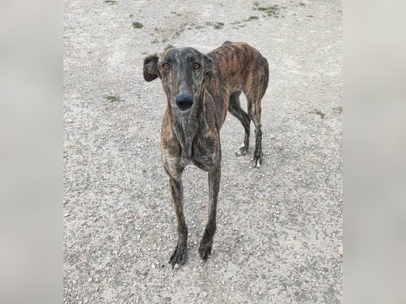 ❤️AGATHA sucht sucht ihr neues Zuhause❤️