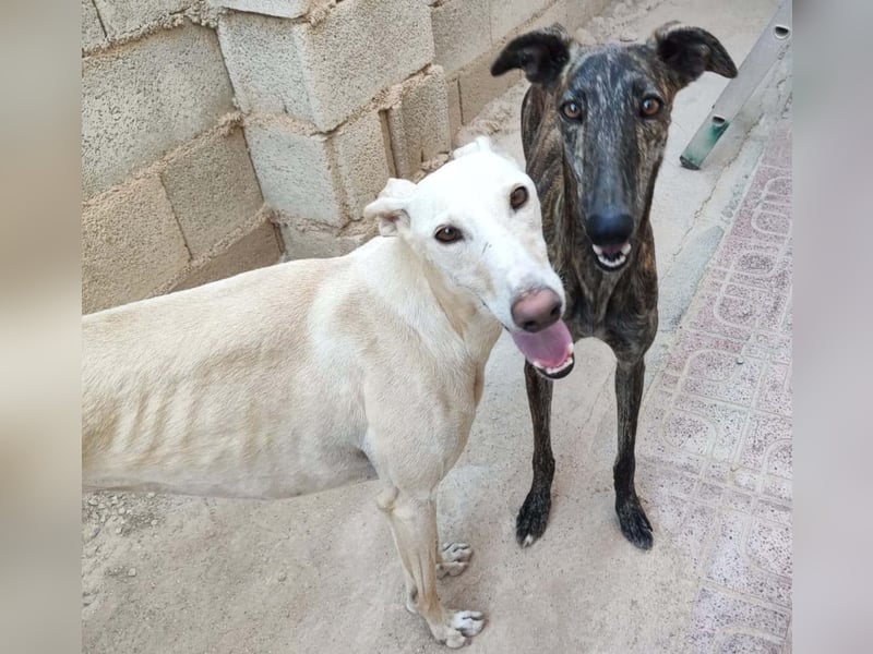 ❤️AGATHA sucht sucht ihr neues Zuhause❤️