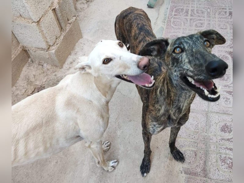 ❤️AGATHA sucht sucht ihr neues Zuhause❤️