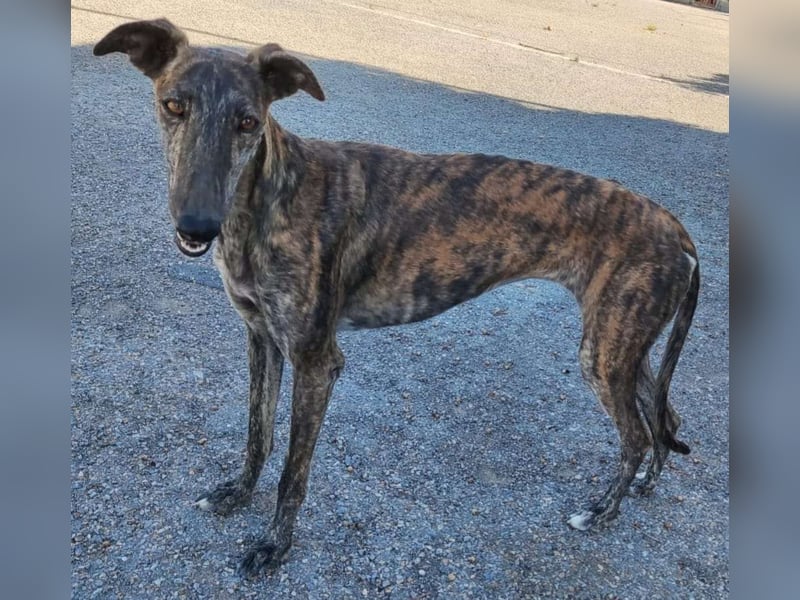 ❤️AGATHA sucht sucht ihr neues Zuhause❤️