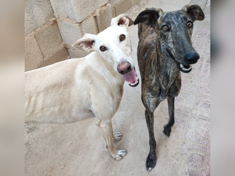 ❤️AGATHA sucht sucht ihr neues Zuhause❤️