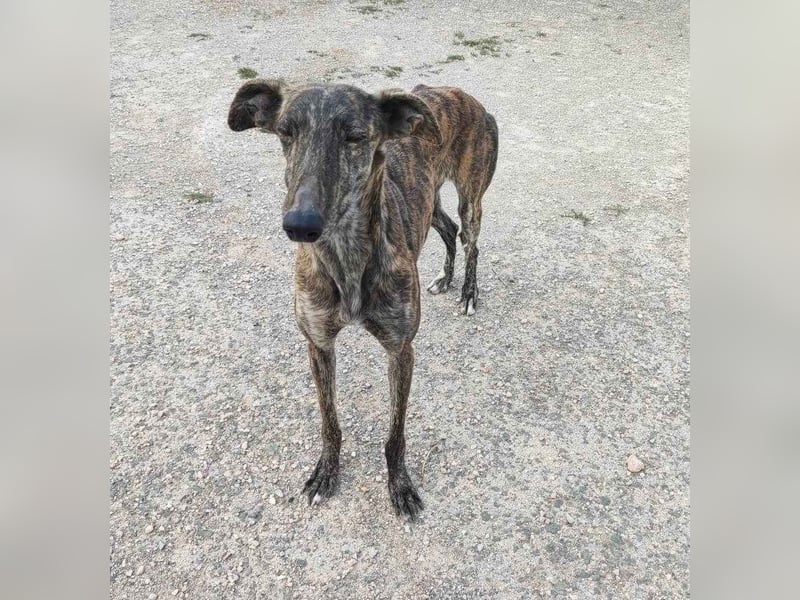 ❤️AGATHA sucht sucht ihr neues Zuhause❤️