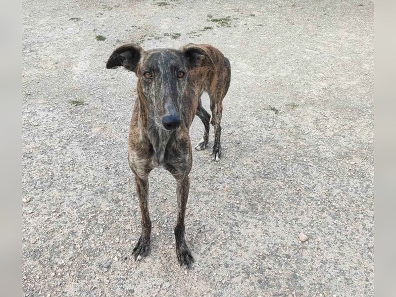 ❤️AGATHA sucht sucht ihr neues Zuhause❤️