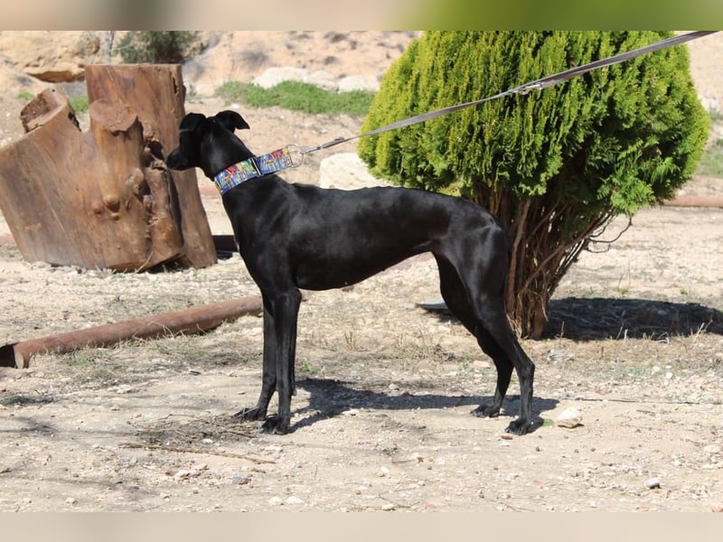 GUILIA-zarte Galga mit großer Seele sucht Geborgenheit in einem liebevollen Zuhause