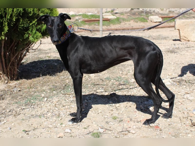 GUILIA-zarte Galga mit großer Seele sucht Geborgenheit in einem liebevollen Zuhause