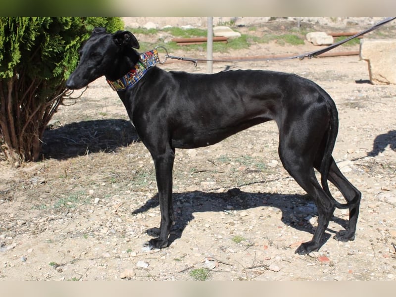 GUILIA-zarte Galga mit großer Seele sucht Geborgenheit in einem liebevollen Zuhause