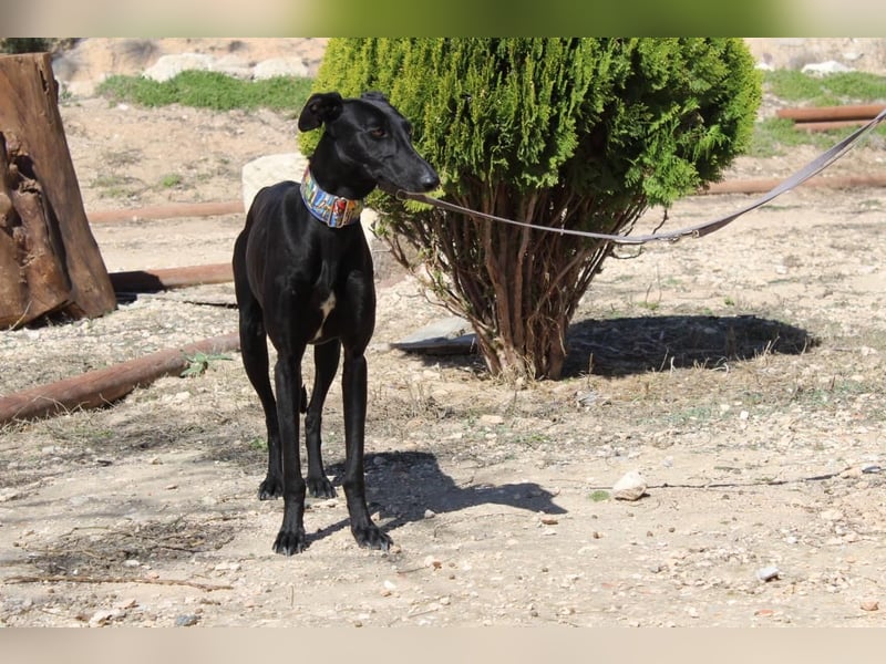 GUILIA-zarte Galga mit großer Seele sucht Geborgenheit in einem liebevollen Zuhause
