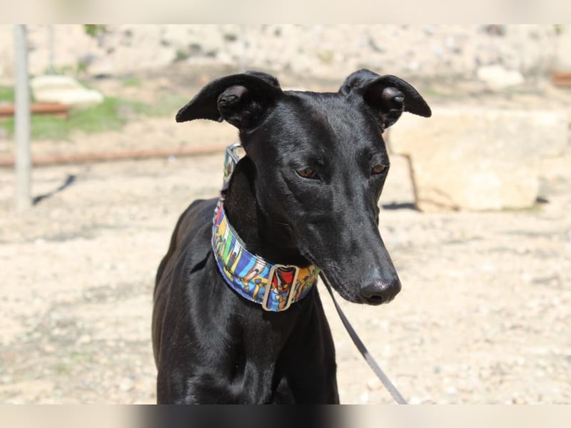 GUILIA-zarte Galga mit großer Seele sucht Geborgenheit in einem liebevollen Zuhause