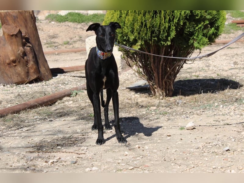 GUILIA-zarte Galga mit großer Seele sucht Geborgenheit in einem liebevollen Zuhause