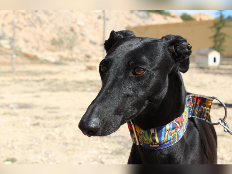 GUILIA-zarte Galga mit großer Seele sucht Geborgenheit in einem liebevollen Zuhause