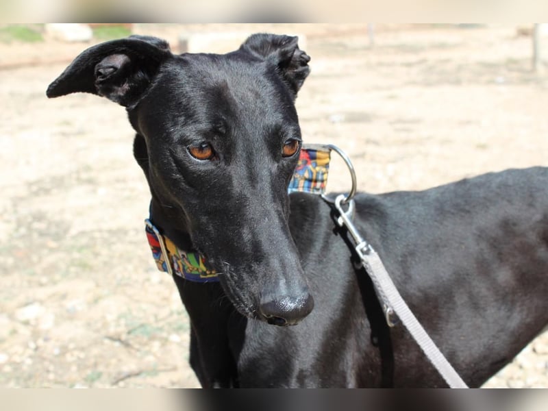 GUILIA-zarte Galga mit großer Seele sucht Geborgenheit in einem liebevollen Zuhause