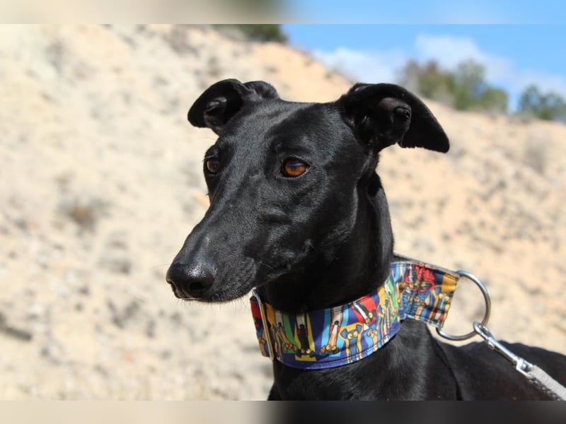 GUILIA-zarte Galga mit großer Seele sucht Geborgenheit in einem liebevollen Zuhause