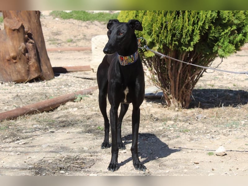 GUILIA-zarte Galga mit großer Seele sucht Geborgenheit in einem liebevollen Zuhause