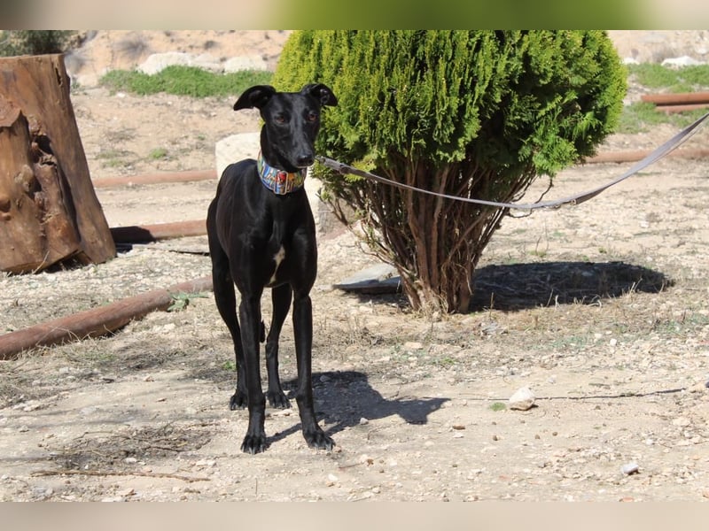 GUILIA-zarte Galga mit großer Seele sucht Geborgenheit in einem liebevollen Zuhause