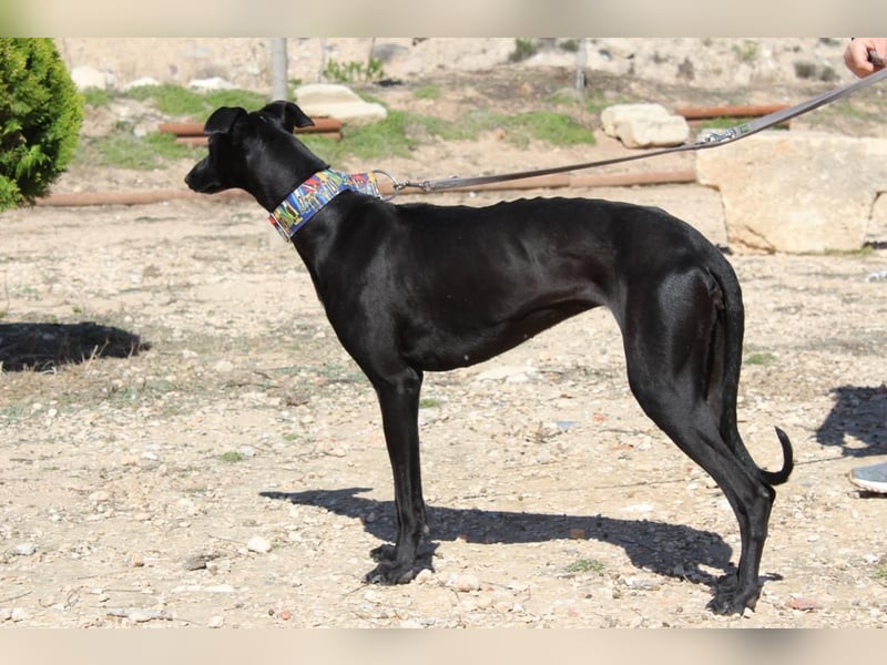 GUILIA-zarte Galga mit großer Seele sucht Geborgenheit in einem liebevollen Zuhause