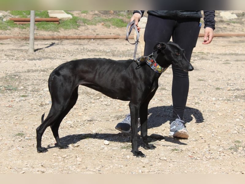 GUILIA-zarte Galga mit großer Seele sucht Geborgenheit in einem liebevollen Zuhause