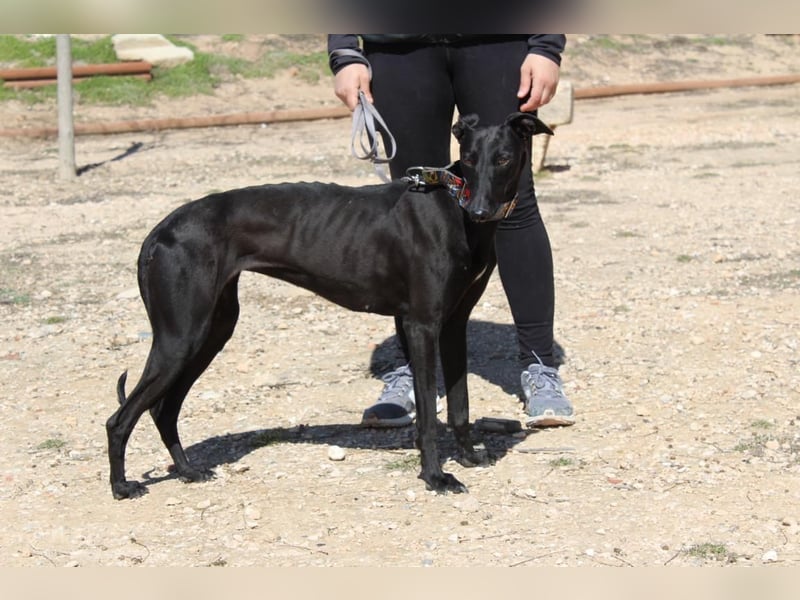 GUILIA-zarte Galga mit großer Seele sucht Geborgenheit in einem liebevollen Zuhause