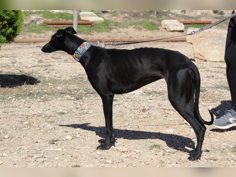 GUILIA-zarte Galga mit großer Seele sucht Geborgenheit in einem liebevollen Zuhause