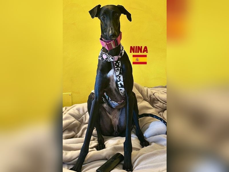 Nina,geb.03/23,schüchternes Galgo-Mädchen sucht ihre Familie
