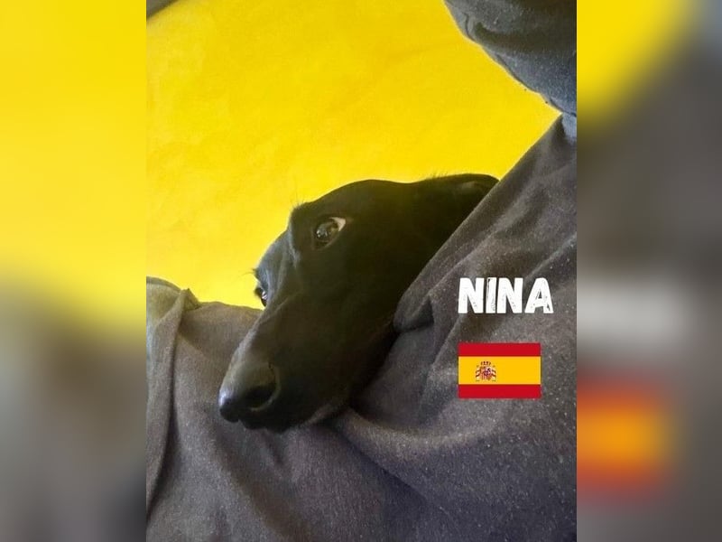 Nina,geb.03/23,schüchternes Galgo-Mädchen sucht ihre Familie