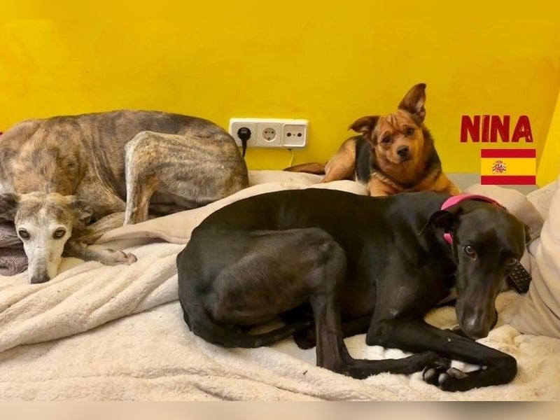 Nina,geb.03/23,schüchternes Galgo-Mädchen sucht ihre Familie