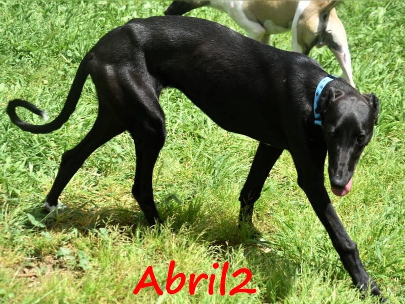Abril2 10/2024 (ESP) - liebe und aufgeschlossene, junge Galga!