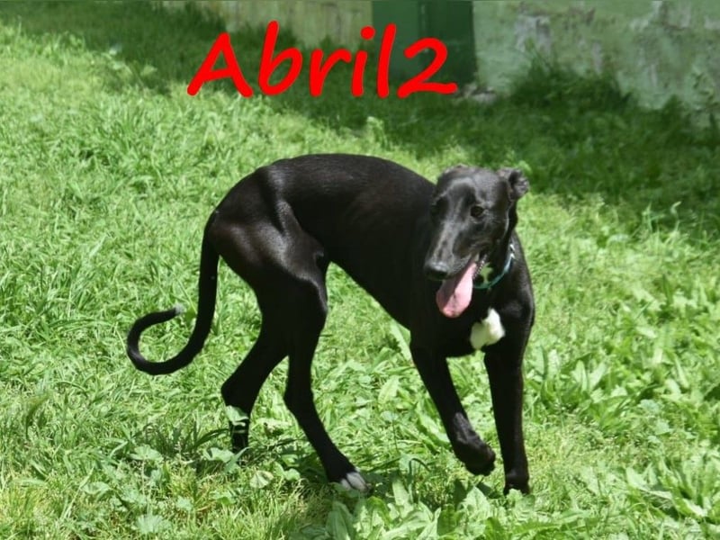 Abril2 10/2024 (ESP) - liebe und aufgeschlossene, junge Galga!